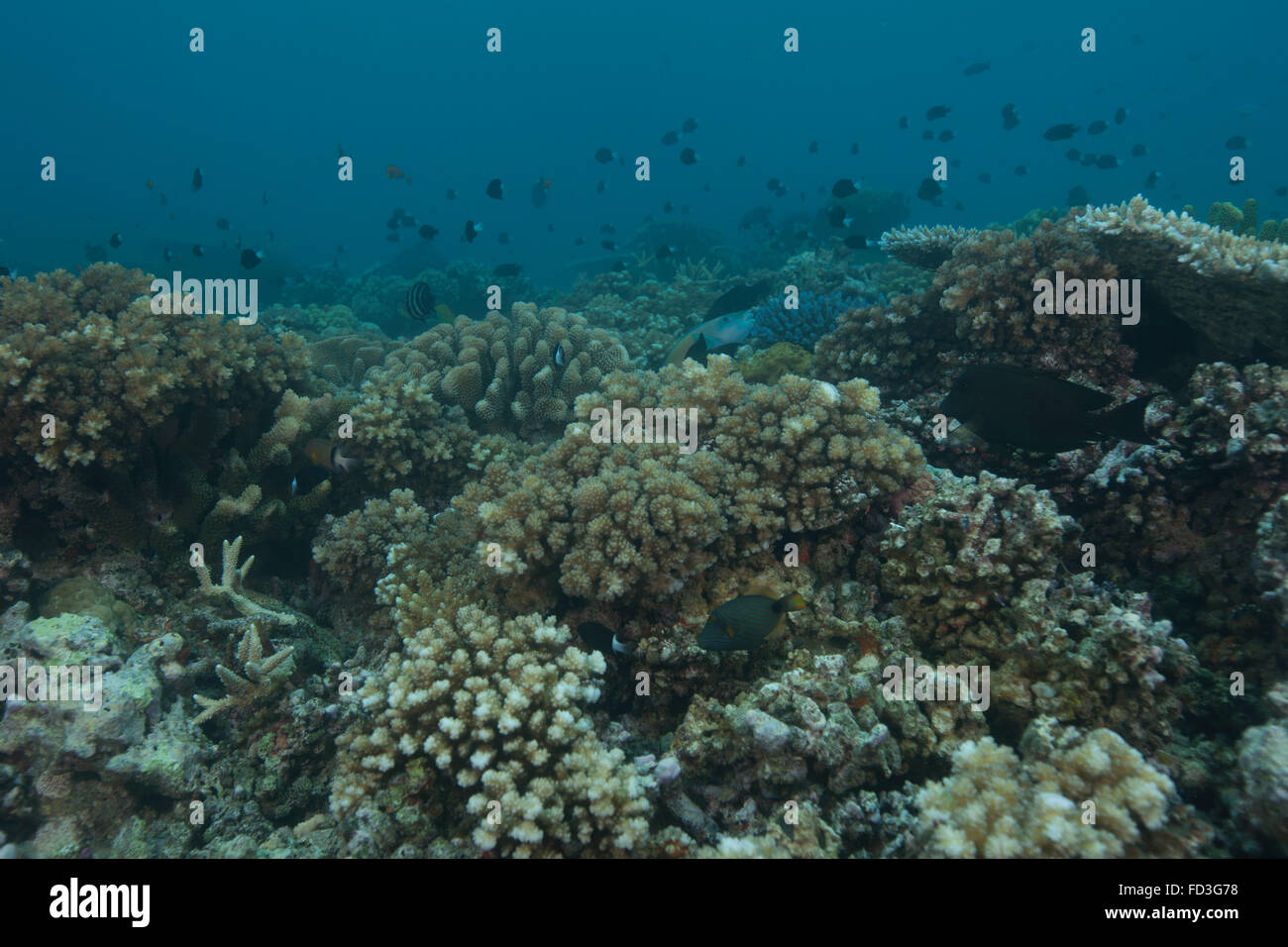 Gesunde Korallen decken ein Riff in Beqa Lagoon, Fidschi. Stockfoto