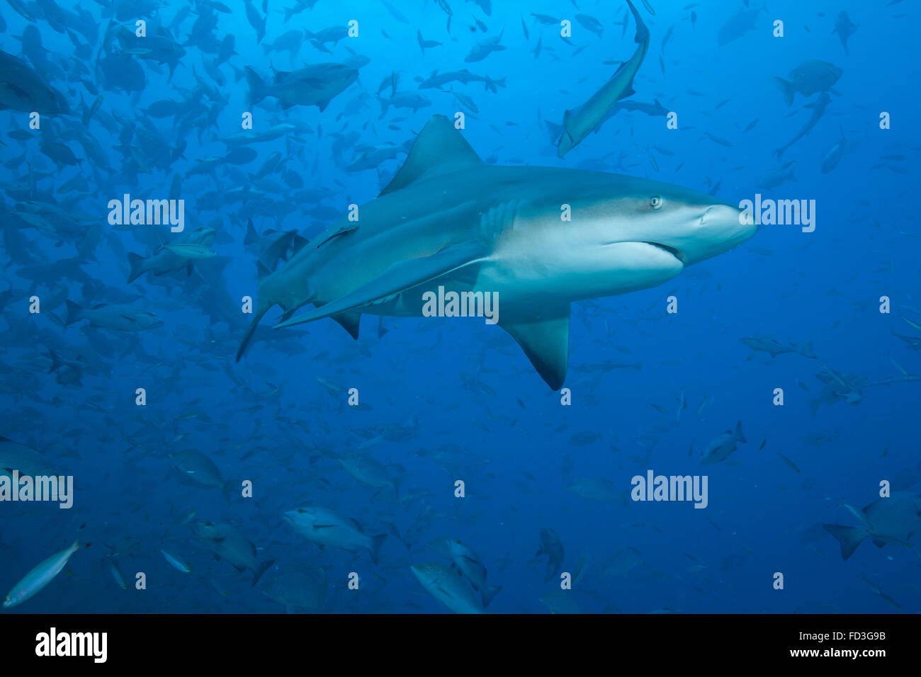 Einem großen Bullenhai (Carcharhinus Leucas) The Bistro Tauchplatz in Fidschi. Stockfoto