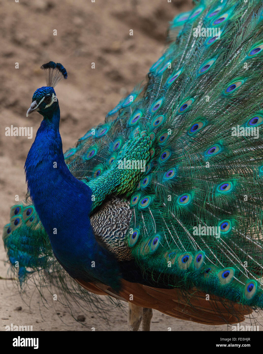 Pfau Stockfoto