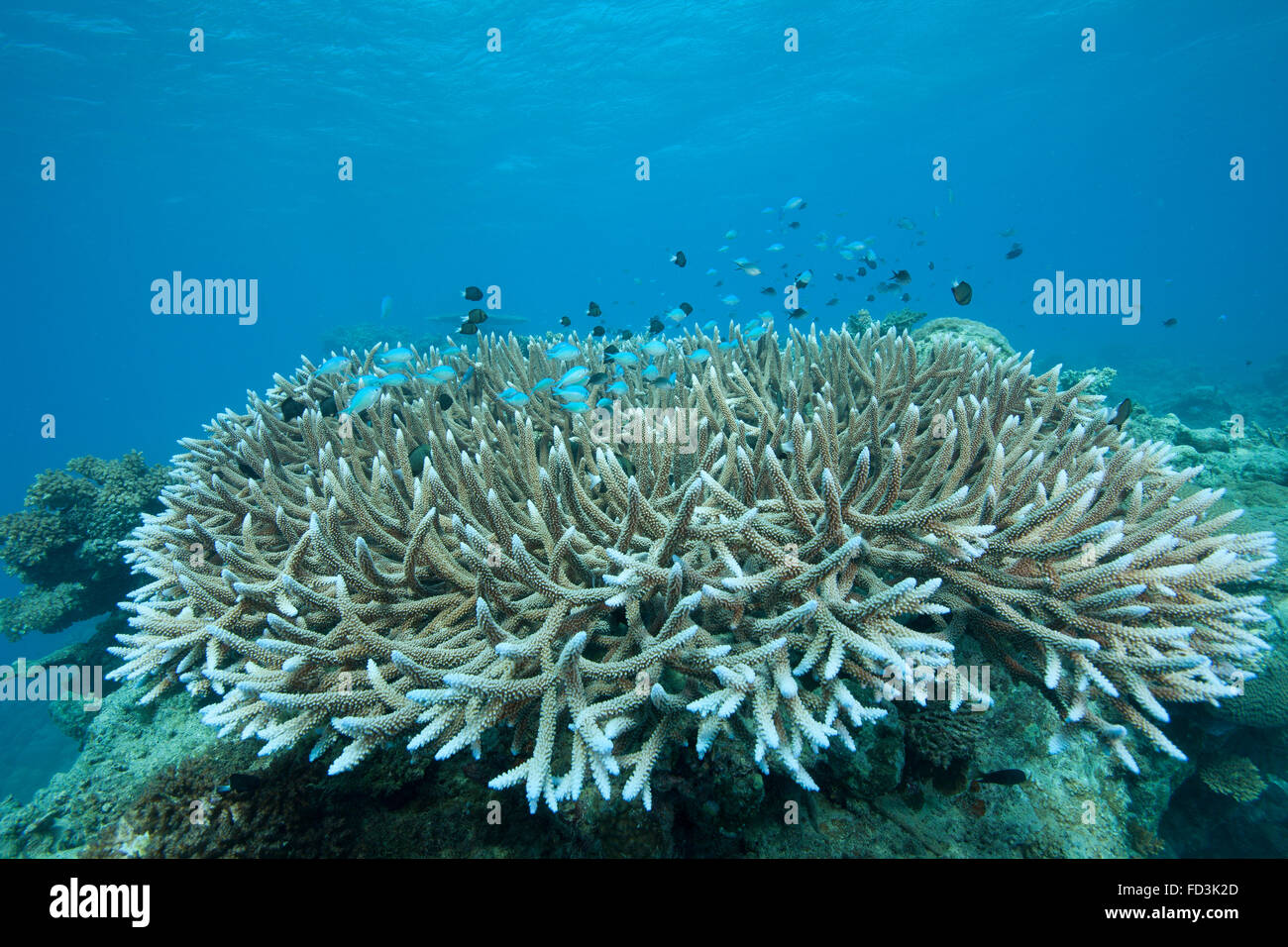 Steinkorallen (Acropora Acuminata), Beqa Lagoon, Fidschi-Inseln. Stockfoto