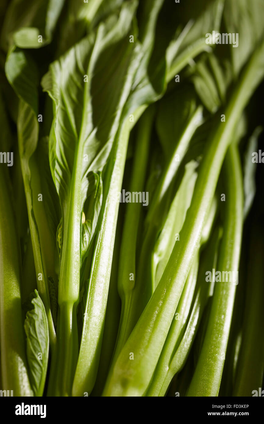 Eine Reihe von rohen, frischen chinesischer Brokkoli, auch als chinesische Kale Stockfoto