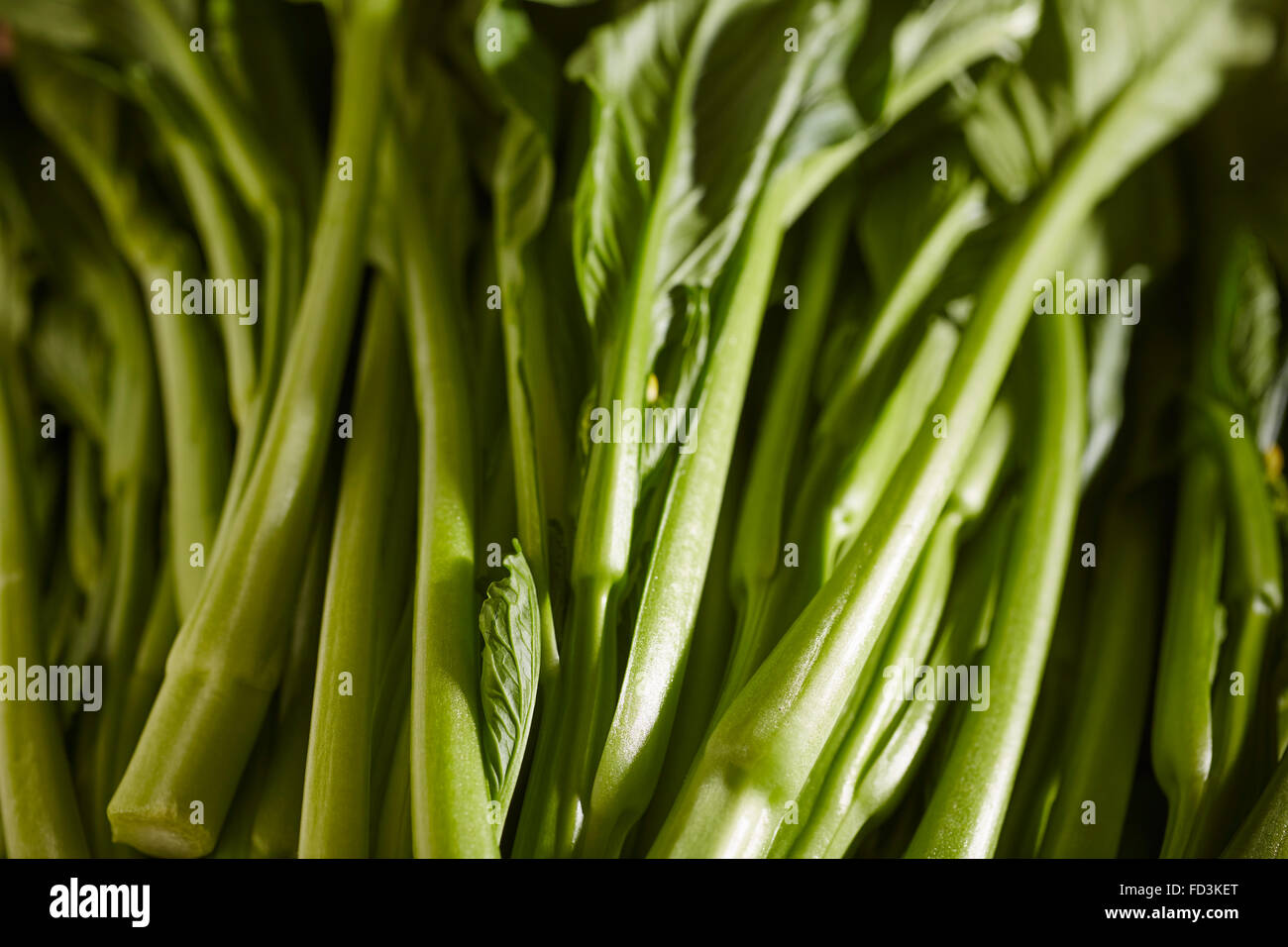 Eine Reihe von rohen, frischen chinesischer Brokkoli, auch als chinesische Kale Stockfoto