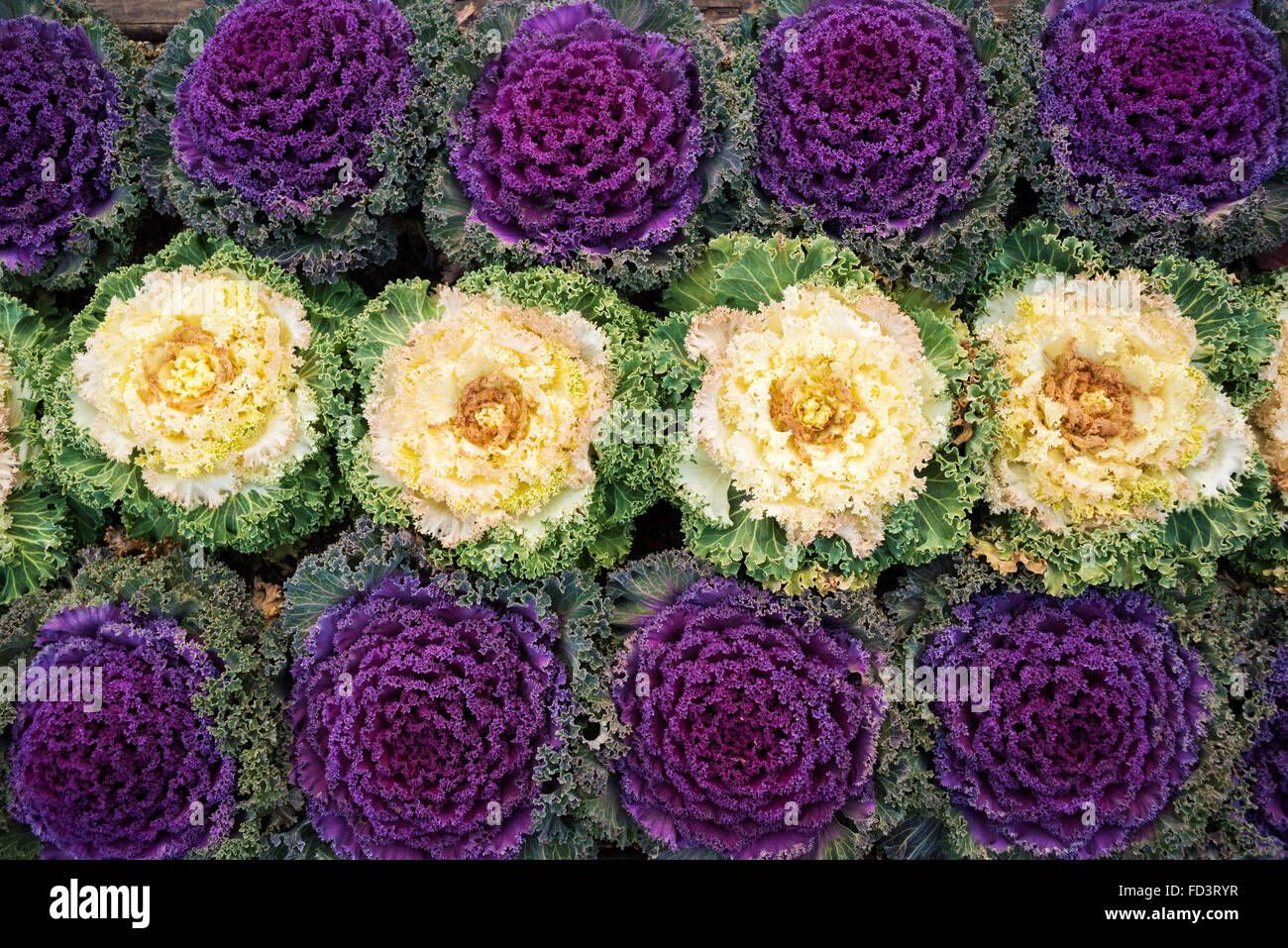 Bunte lila und weißen Kohl Pflanzen Stockfoto