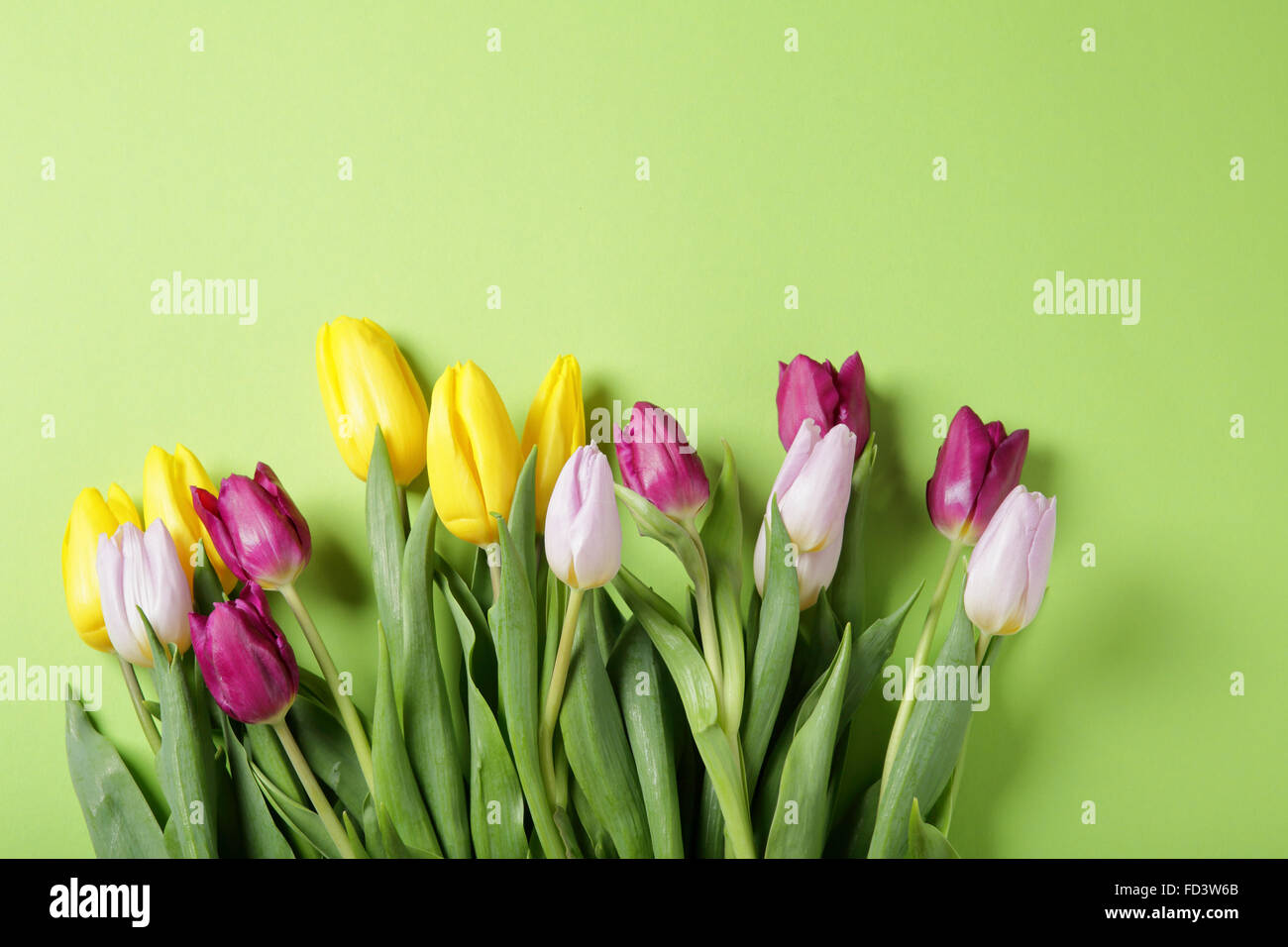 Frühlings-Tulpen auf grünem Hintergrund, Blumen Stockfoto