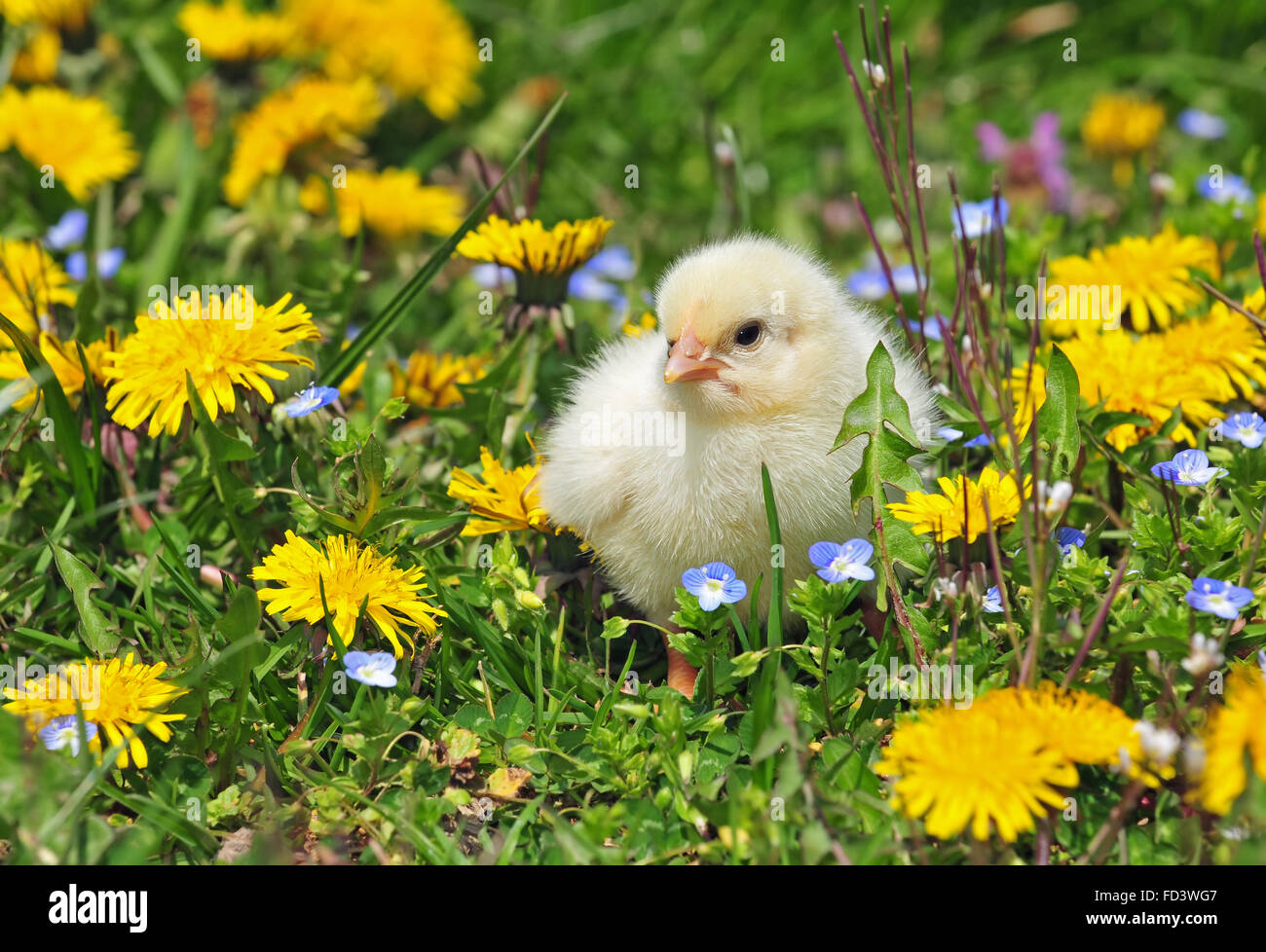 Junge Hühner auf einer Wiese Stockfoto