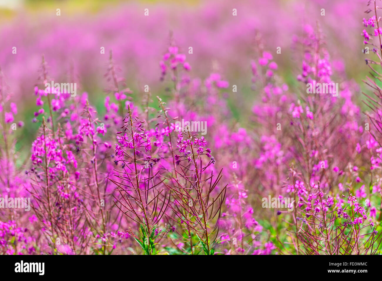 Flauschige rosa Weidenröschen Blumen. Nahaufnahme Schuss Stockfoto