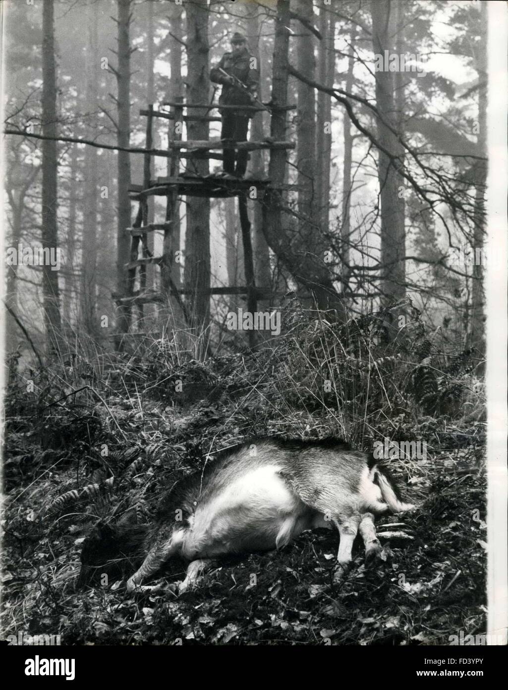1962-Hirsch, dass hatte zu sterben: Die harte Hirsche im New Forest müssen jedes Jahr in ihrem eigenen Interesse verdünnt werden. Und der Tod kommt schnell, menschlich. Eigentlich war der Hirsch in die Bilder ein Opfer seiner eigenen Torheit. Er wurde erschossen, Schönheiten, die er junge Bäume und der Rest der schwer zerstörte von folgenden Anzug abgeraten werden musste. In der Regel nur die gamed kranke oder schwache Mitglieder der Herde werden getötet, wenn Herden spektakulär sind. Die Maksman war Fred Cartier, der Förster Kommission Spiel für England und Wales. Seinen Job staler trainieren, und er sagt, dass Rehe töten die wenigsten angenehm ist die Stockfoto