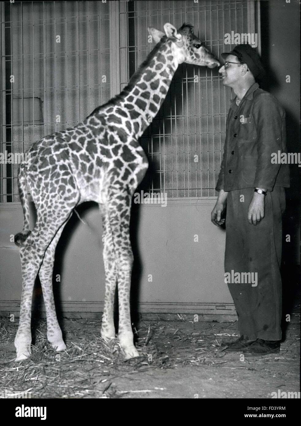 1953 - '' Ngore'' das dritte Baby einer Giraffe in den Zoo Frankfurt: Ngoro ist die dritte Giraffe, die in den zoologischen Gärten von Frankfurt am Main, 1953 geboren wurde die Giraffe-Eltern '' Otto'' und '' Lotte'' nach Frankfurt kamen. 1955 wurde das erste Baby geboren, 2 Meter hoch, als er geboren wurde, und wer die afrikanischen Namen '' Ngoro''. Foto zeigt Mutter in Lotte mit ihrem Sohn. © Keystone Bilder USA/ZUMAPRESS.com/Alamy Live-Nachrichten Stockfoto