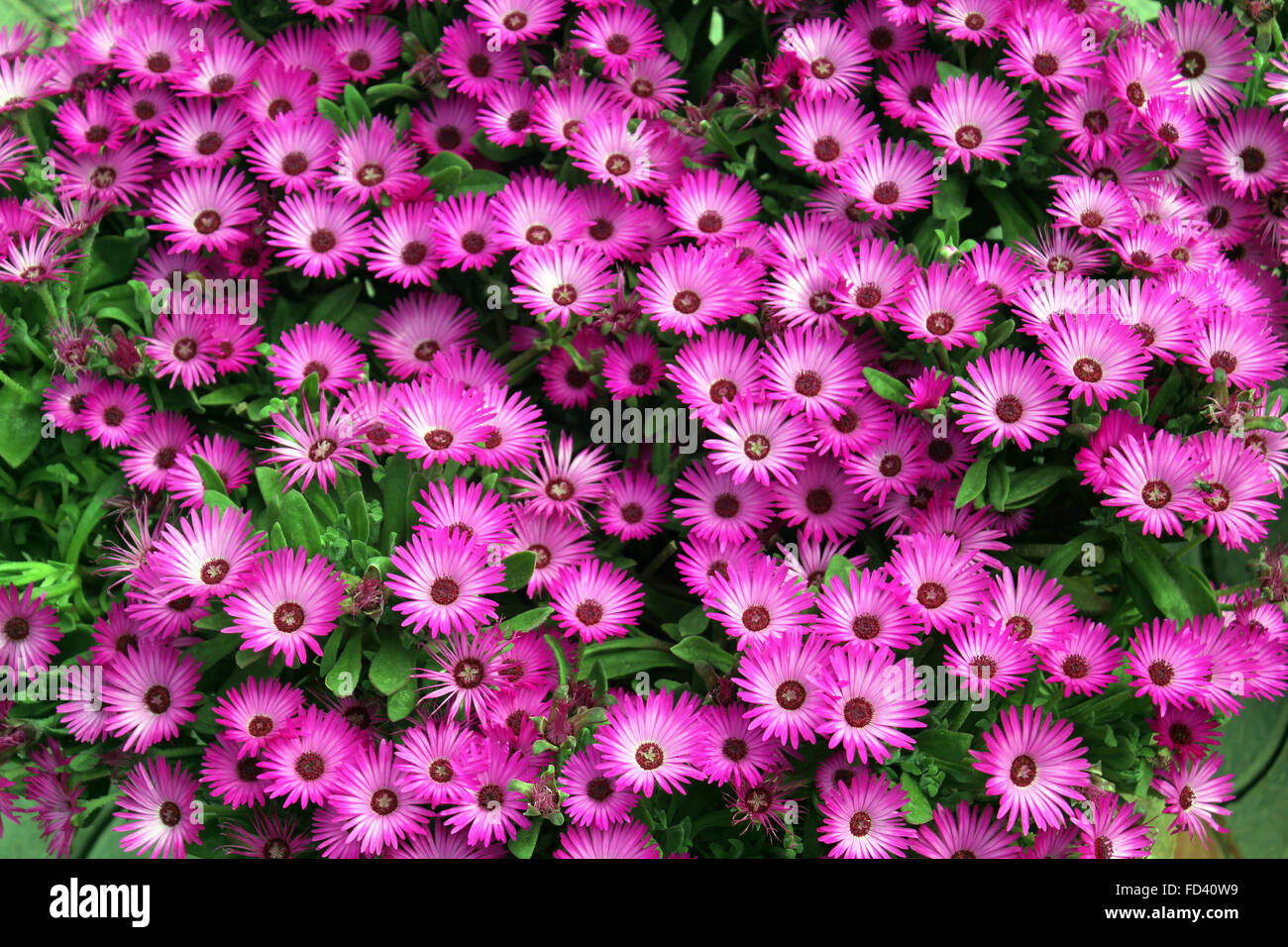 Mesembryanthemum Bellidiformis, Livingstone Gänseblümchen, einjähriges Kraut ornamentalen, Teppich mit linearen Blättern, strahlende Fowers bilden Stockfoto