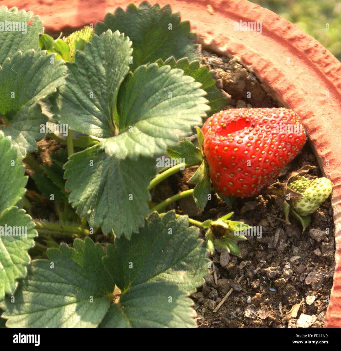 Fragaria Ananassa, Garten Erdbeere, mehrjährige Pflanze mit zählig Blättern, weißen Blüten und Zubehör Beerenfrucht, rote Oval Stockfoto