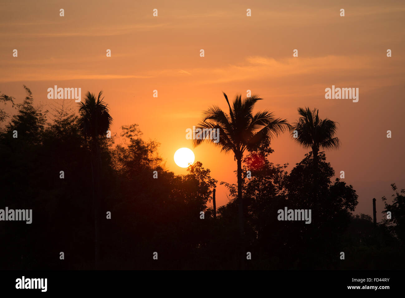 Silhouette Sonnenuntergang Baum im ländlichen Thailand Stockfoto