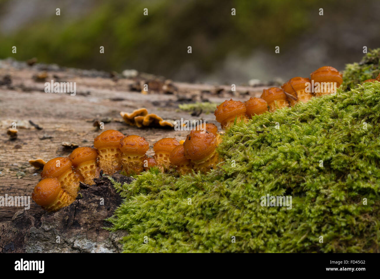 Reihe von fliegenpilzen auf Eiche Baumstumpf in New Forest, Hampshire, England Stockfoto