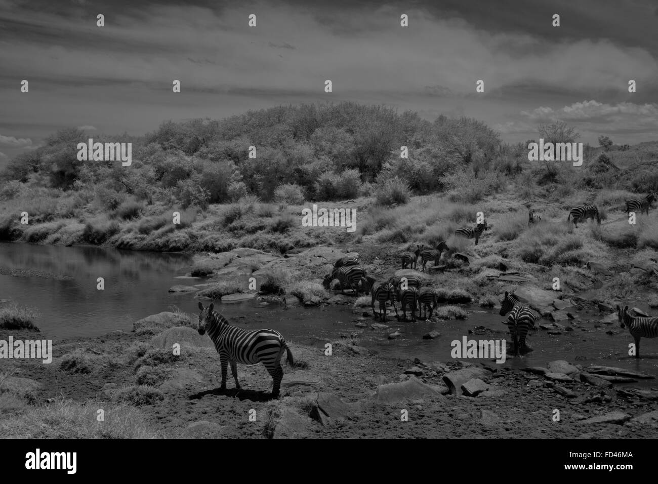 Eine Herde von Plain Zebra, in der Nähe einer Wasserstelle, in den Ebenen der Masai Mara in Kenia Stockfoto