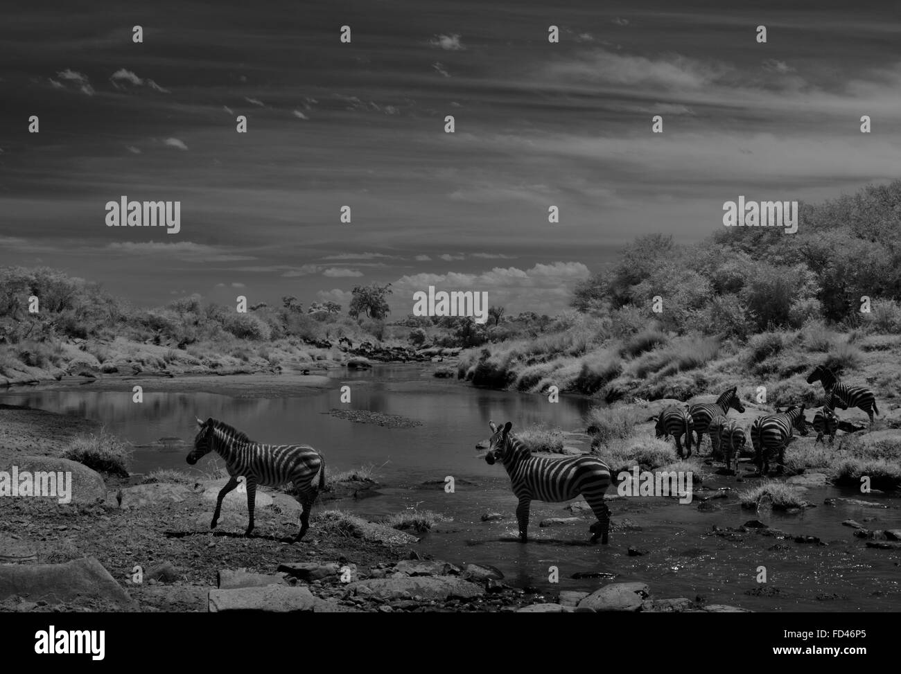 Eine Herde von Plain Zebra, in der Nähe einer Wasserstelle, in den Ebenen der Masai Mara in Kenia Stockfoto