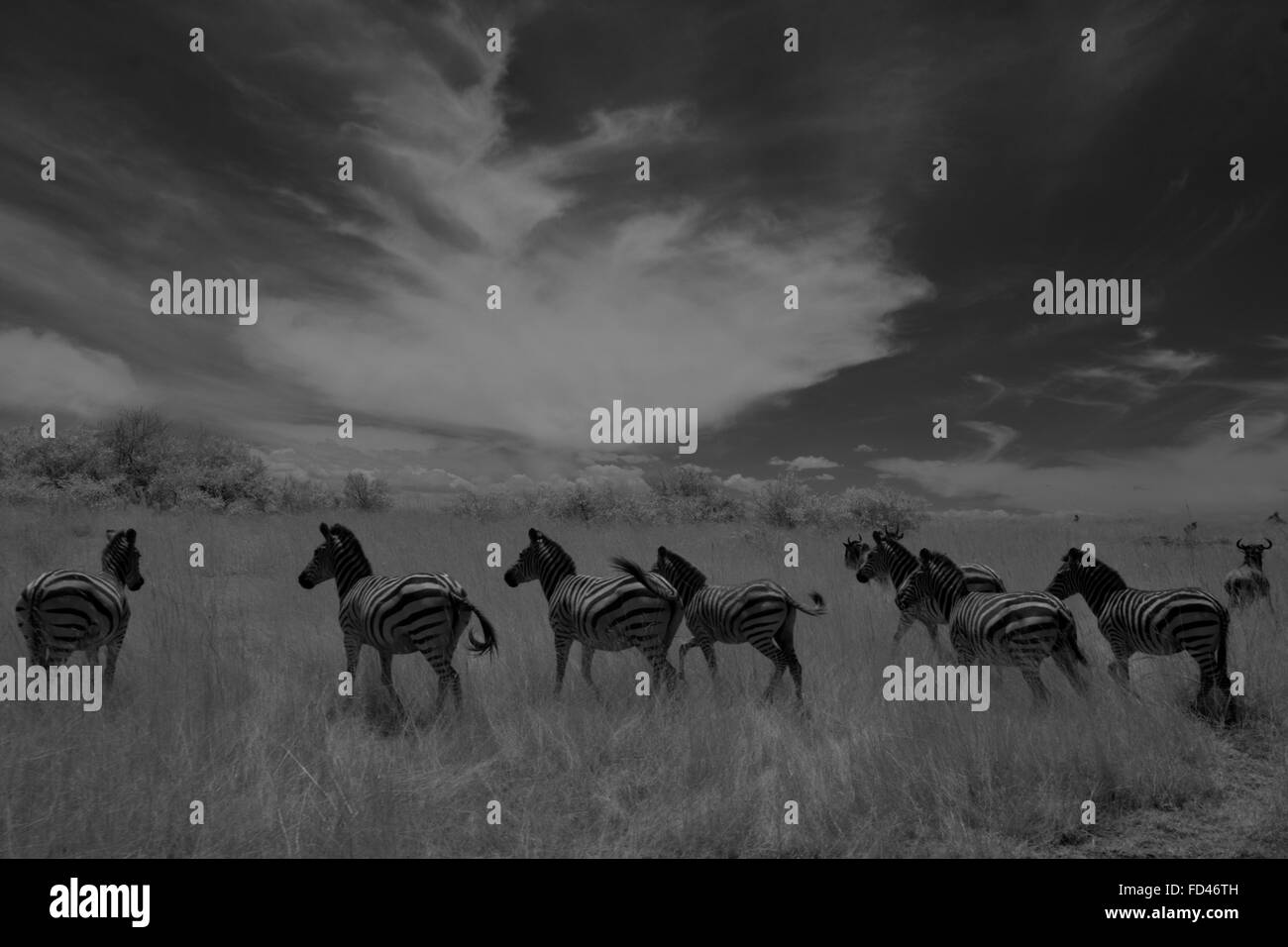 Eine Herde von Plain Zebra in den Ebenen der Masai Mara in Kenia Stockfoto