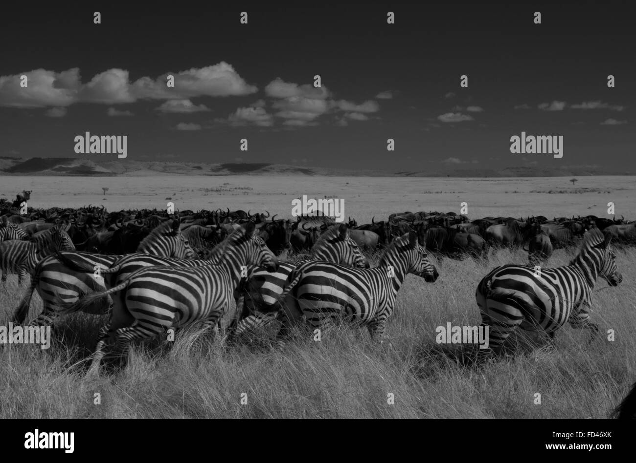 Eine Herde von Plain Zebra in den Ebenen der Masai Mara in Kenia Stockfoto