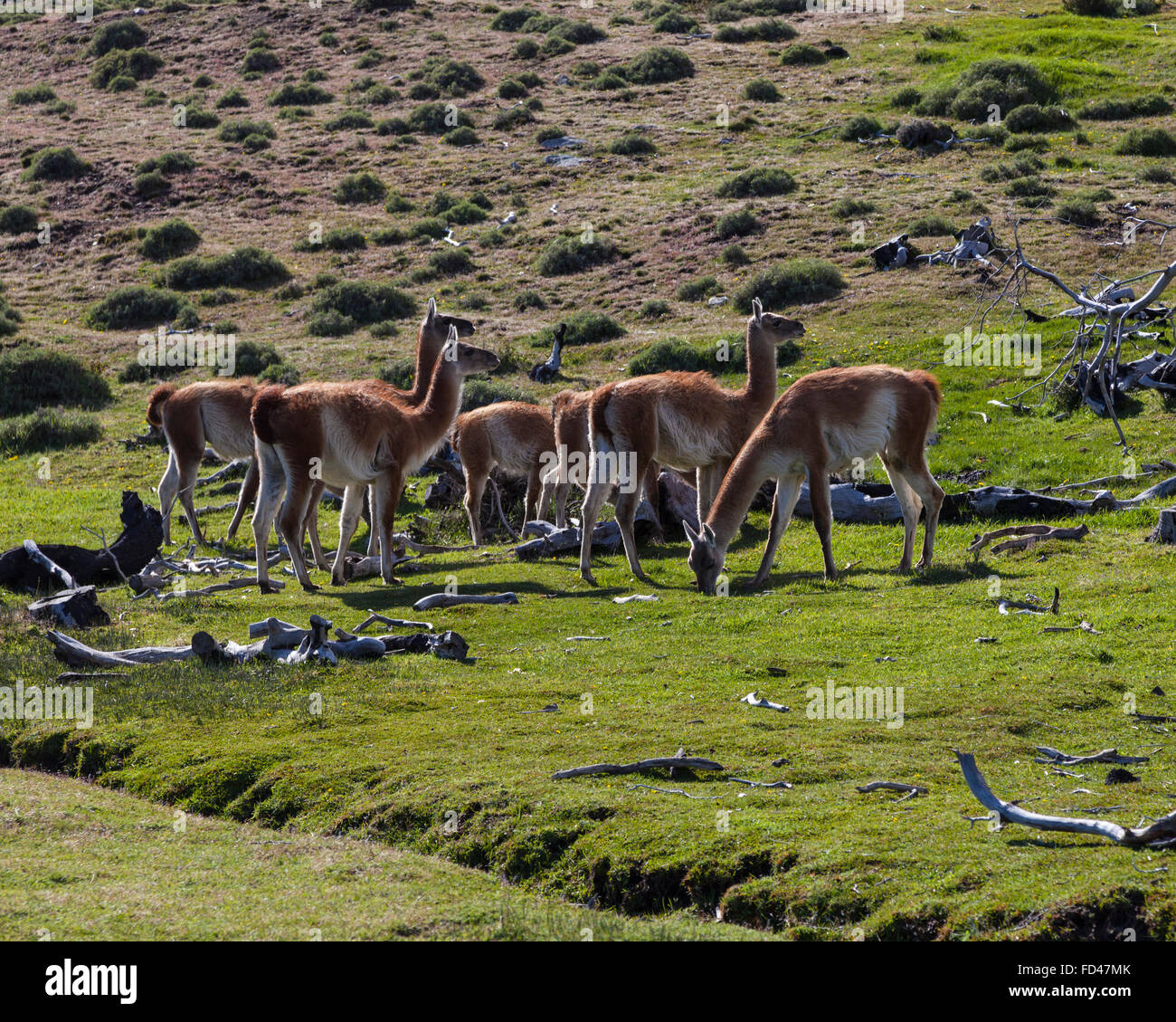 Guanako Herde, Patagonien, Chile Stockfoto