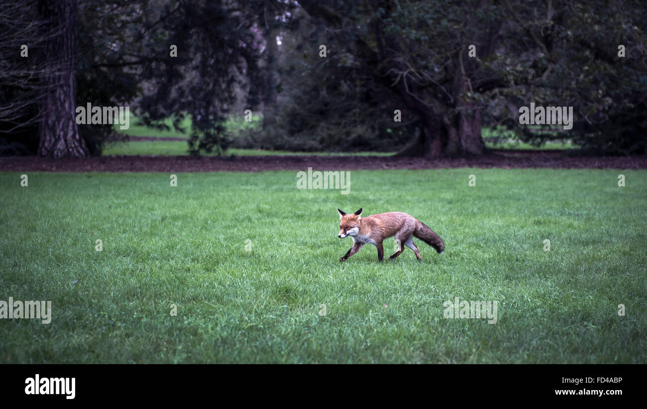 Fuchs im Kew Gardens Stockfoto