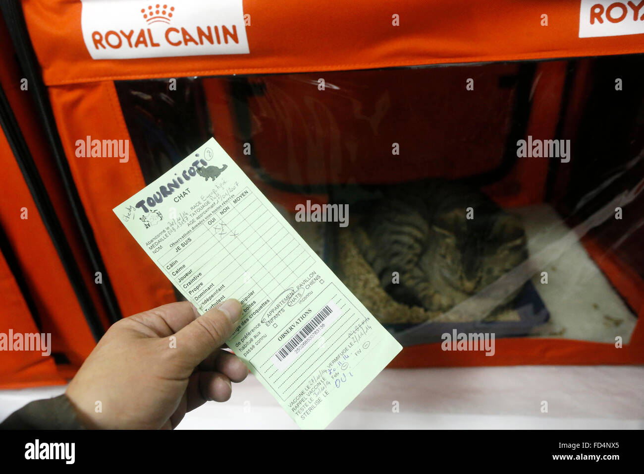 Hund-Annahme. Stockfoto