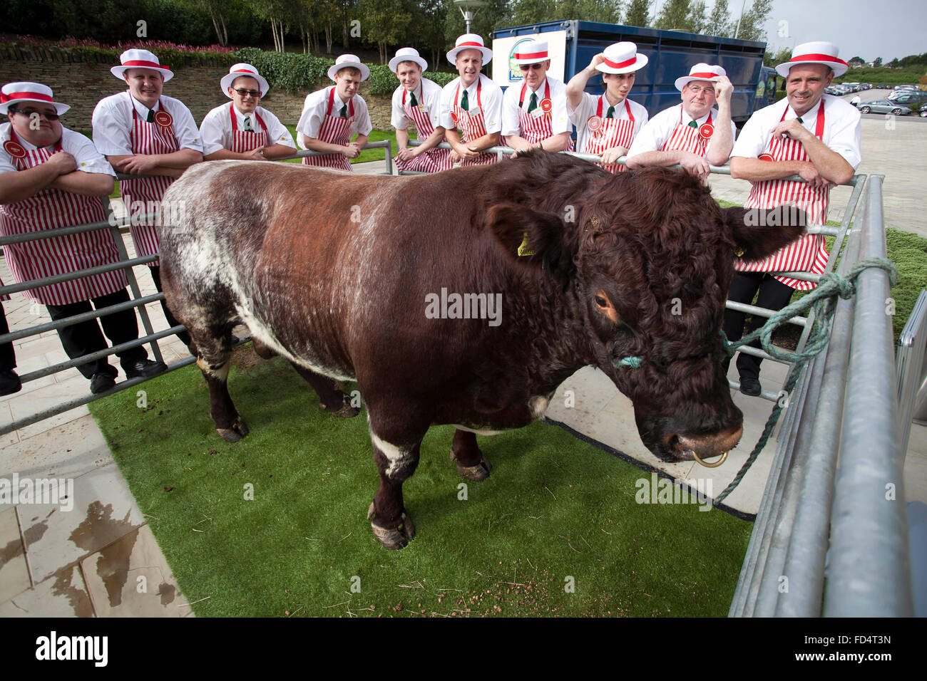 eine Gruppe von Metzgern aus Morrisons Supermärkte posieren für ein Foto mit einem Stier Stockfoto