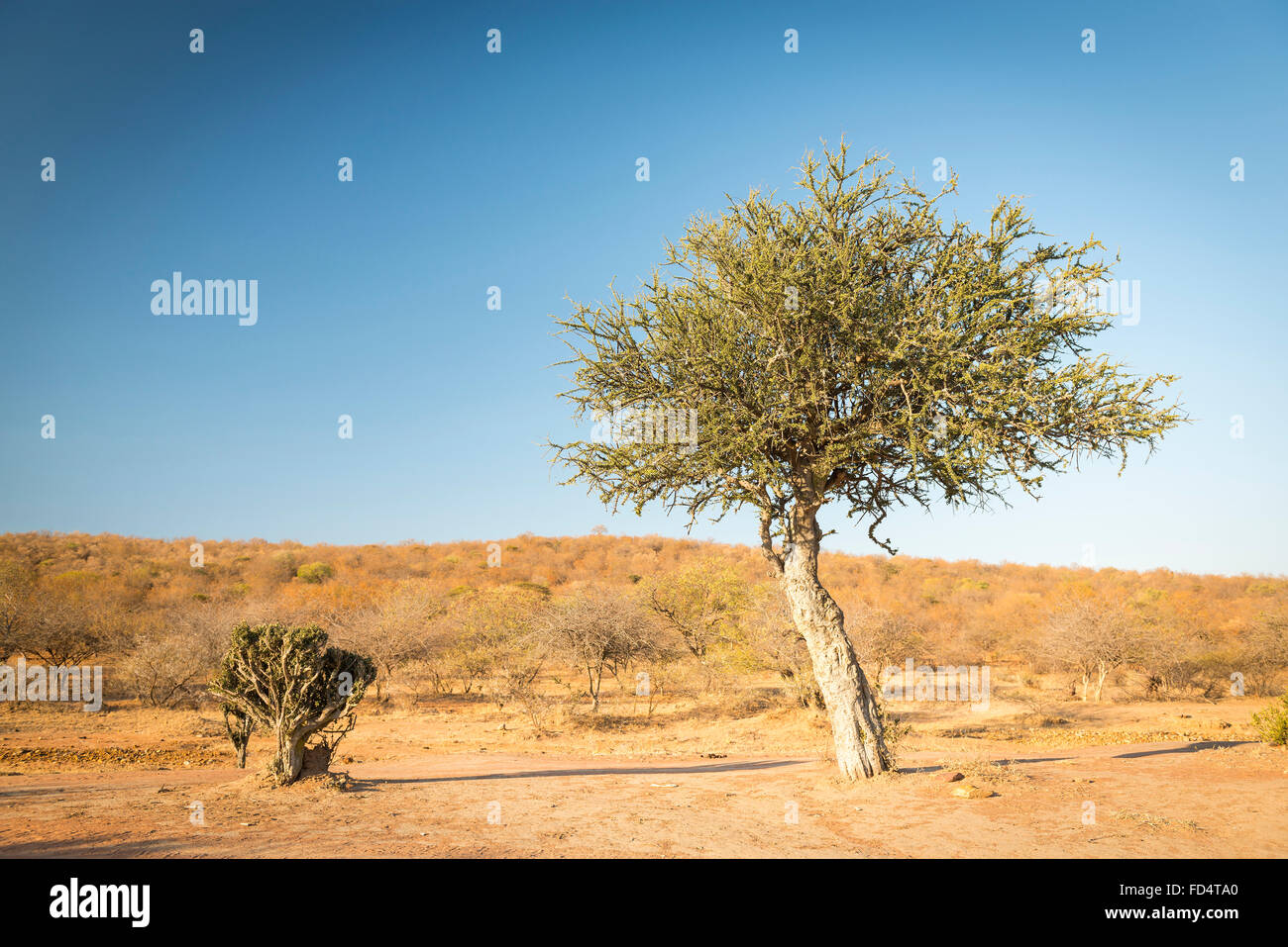 Die klassischen afrikanischen Akazie, ein Symbol für Afrika, wächst wild in der trockenen Landschaft von Botswana Stockfoto