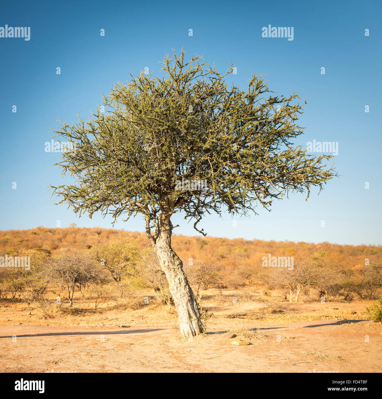 Die klassischen afrikanischen Akazie, ein Symbol für Afrika, wächst wild in der trockenen Landschaft von Botswana Stockfoto