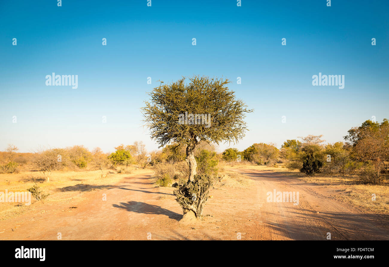 Die klassischen afrikanischen Akazie, ein Symbol für Afrika, wächst wild in der trockenen Landschaft von Botswana Stockfoto