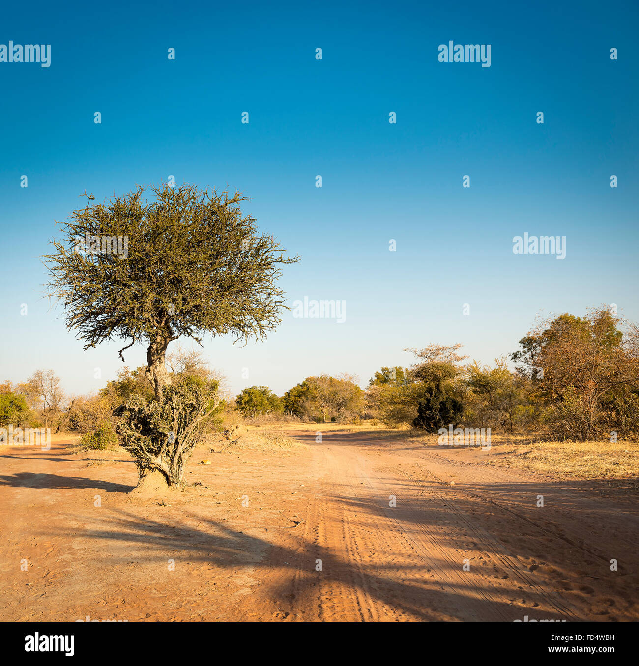 Die klassischen afrikanischen Akazie, ein Symbol für Afrika, wächst wild in der trockenen Landschaft von Botswana Stockfoto