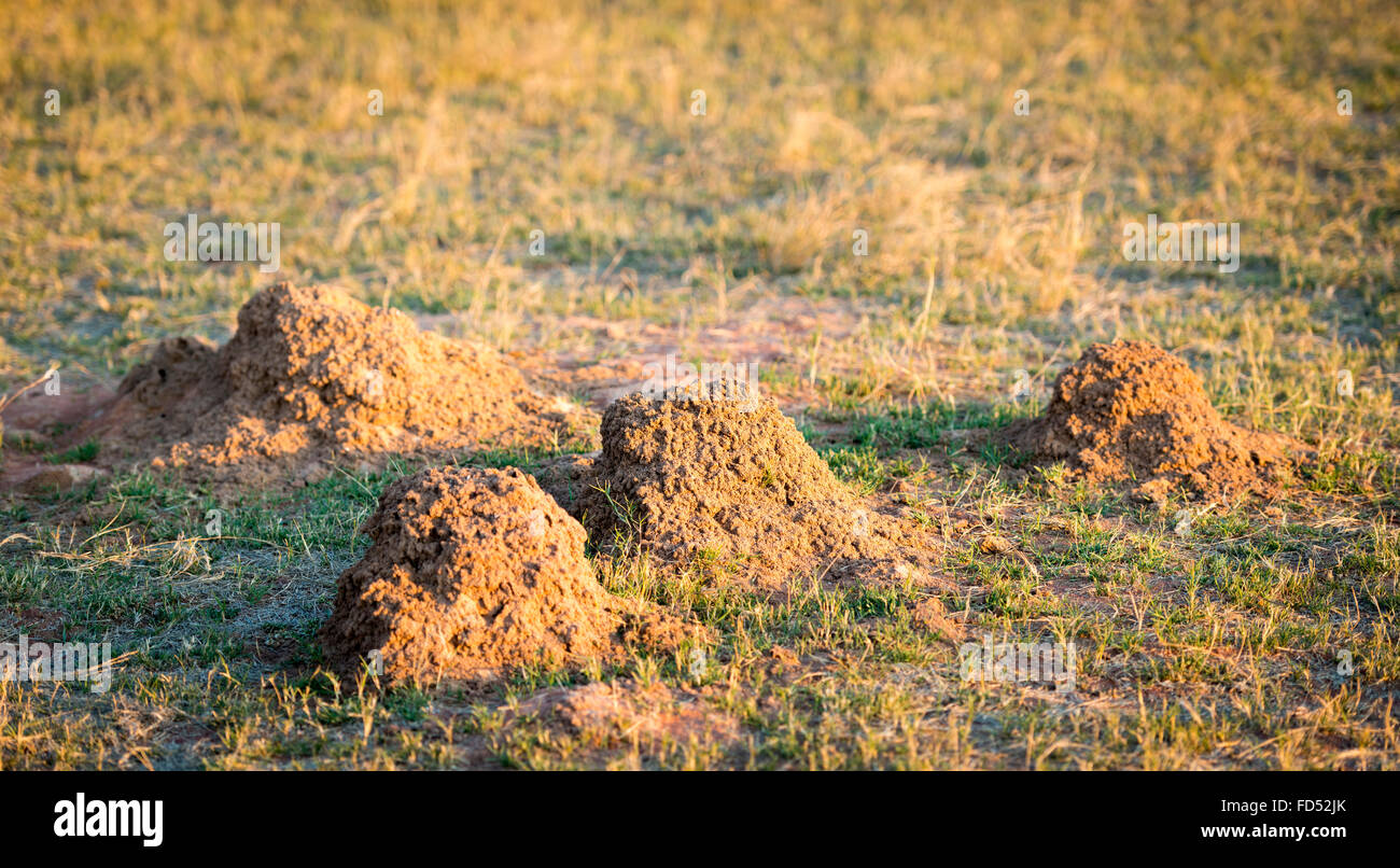 Ameise Hügel Hügel auf einem Feld in Botswana, Afrika Stockfoto