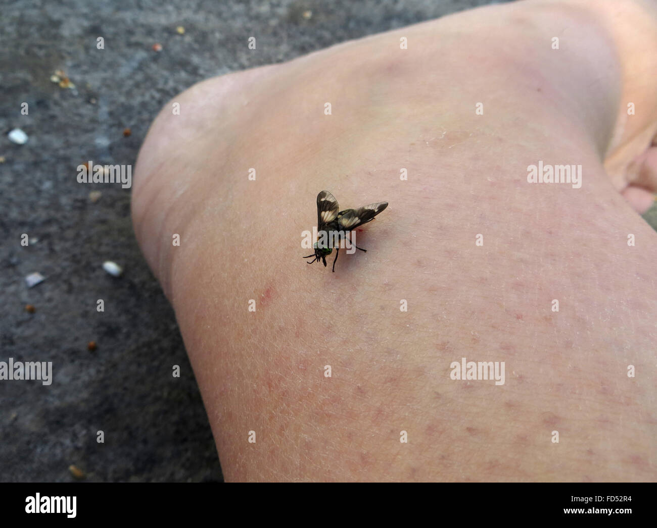 Dorsale Ansicht der gespreizten Deer Fly (Chrysops Caecutiens) etwa, der Fotograf Knöchel beißen Stockfoto