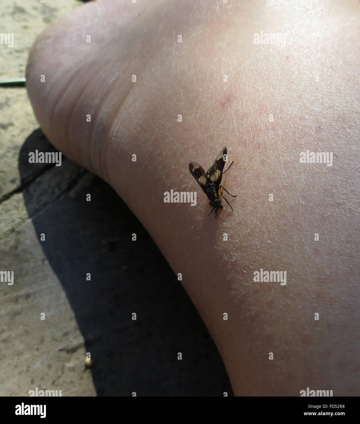 Dorsalen Seitenansicht der gespreizten Deer Fly (Chrysops Caecutiens) bereitet sich der Fotograf Knöchel beißen Stockfoto