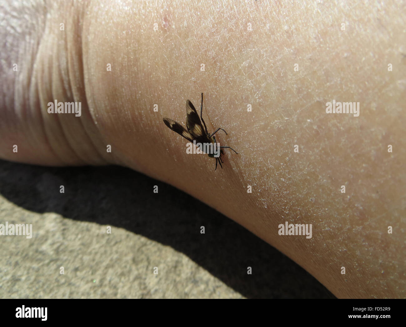 Dorsalen Seitenansicht der gespreizten Deer Fly (Chrysops Caecutiens) beißen der Fotograf Knöchel Stockfoto