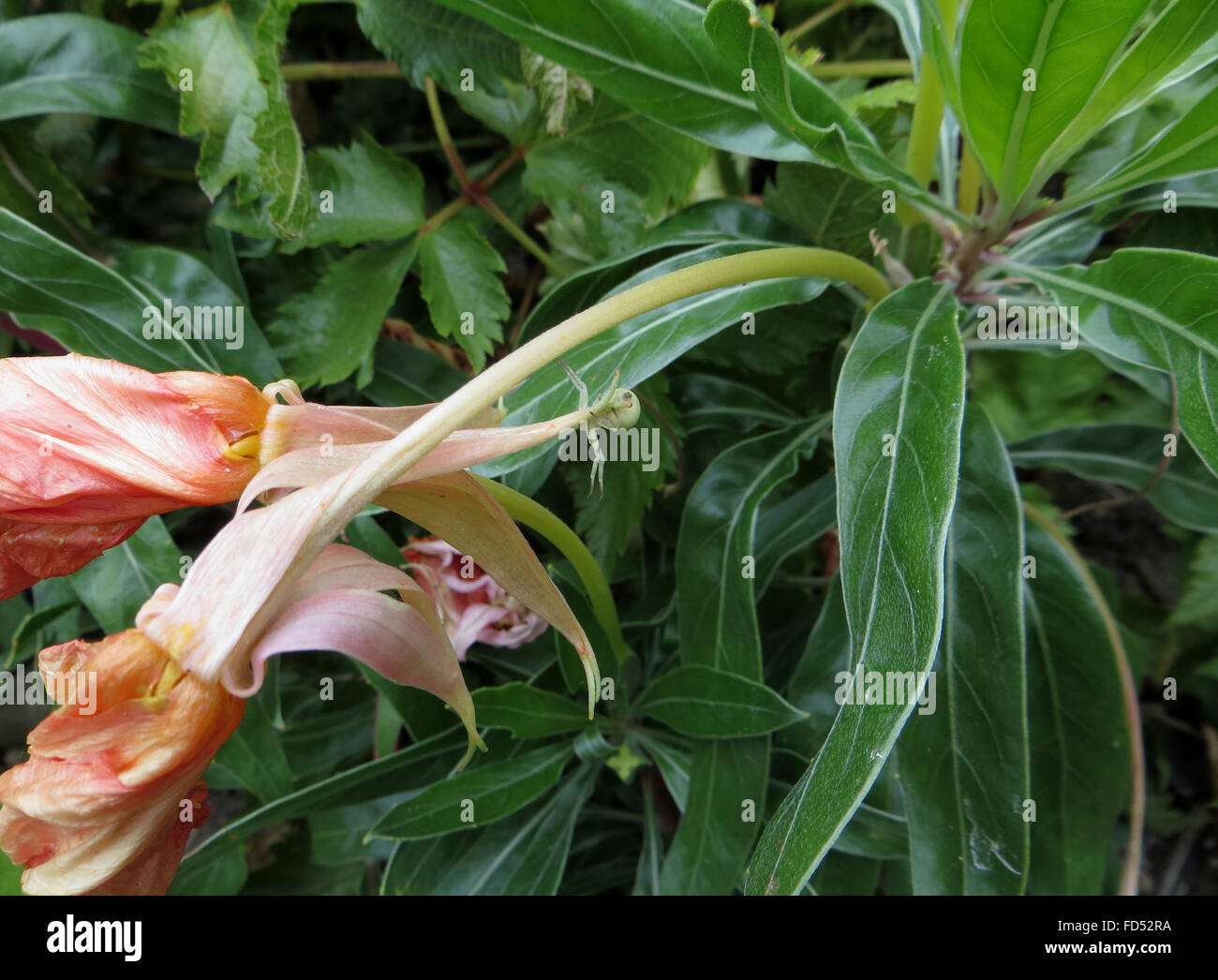 Ventrale Ansicht des weiblichen blass Krabbenspinne (Misumena Vatia) am Stiel der Blume verwelkt Nachtkerze (Oenothera Macrocarpa) Stockfoto