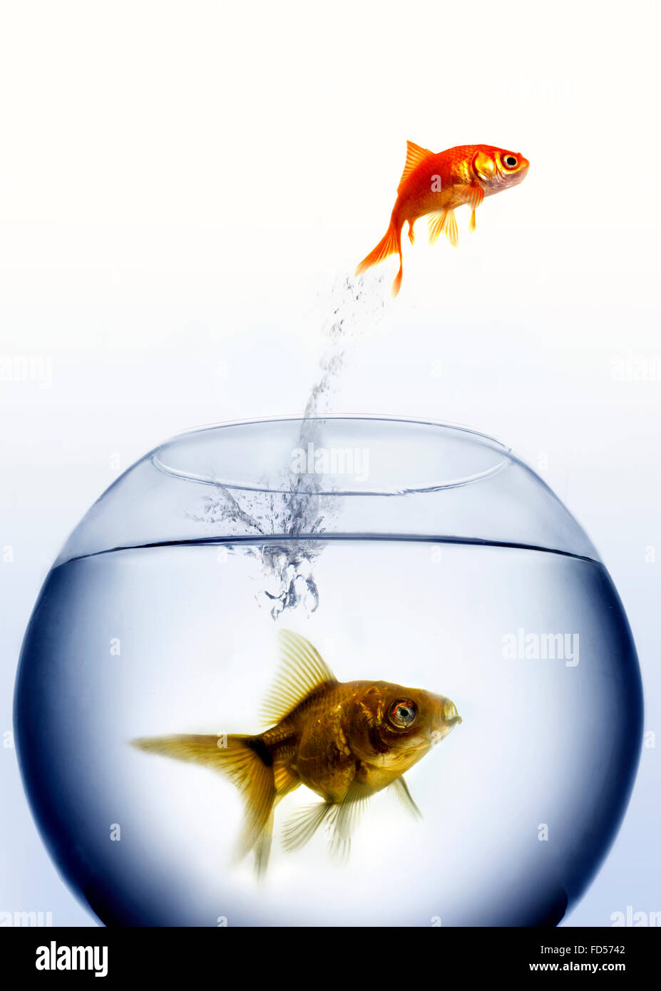 Goldfisch, der von einem glas wasser springt Fotos und Bildmaterial