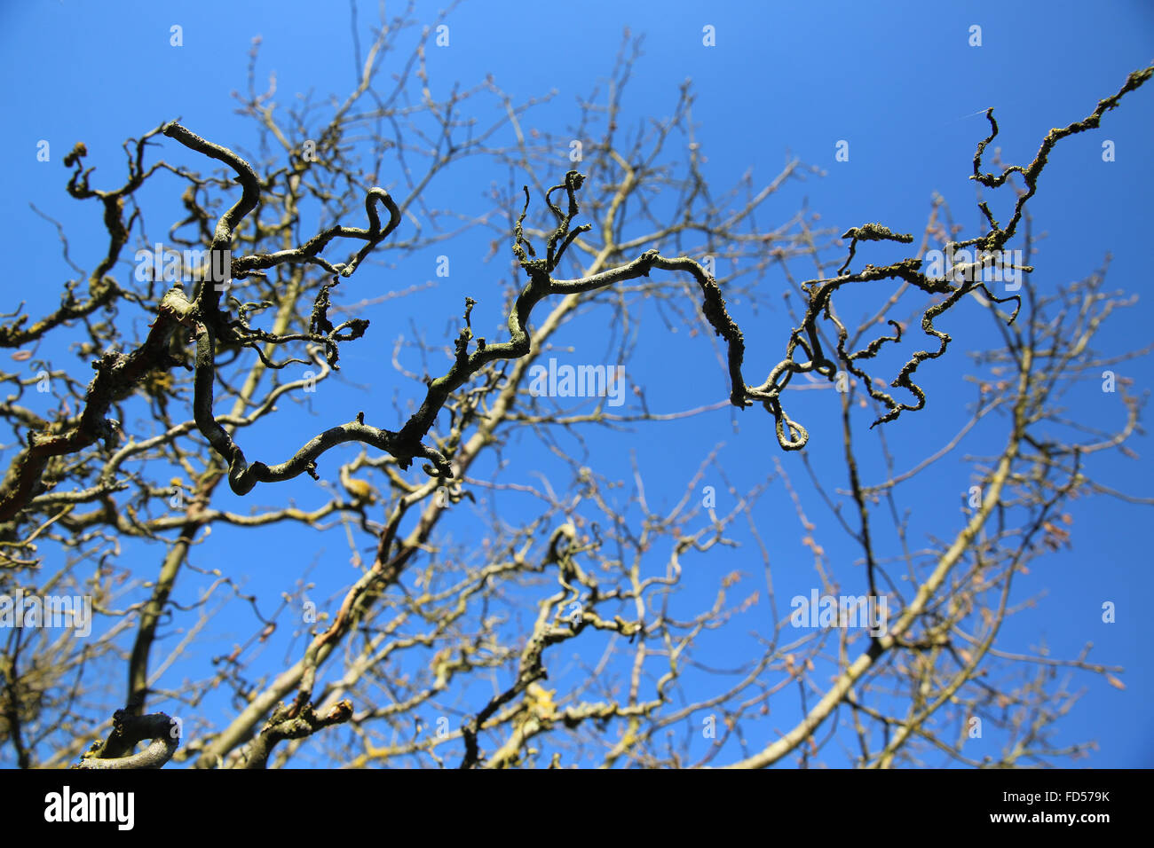 Baum im Winter. Stockfoto