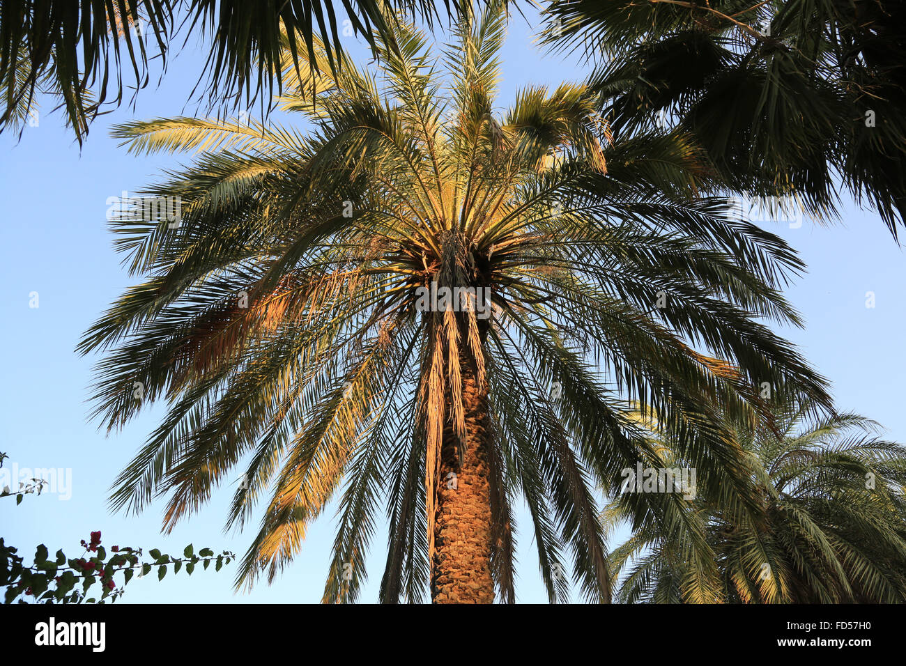 Palm Tree. Stockfoto
