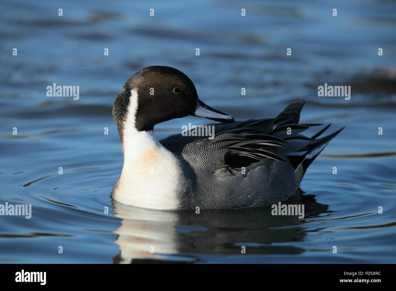 Nördliche Pintail (Anas Acuta) Stockfoto