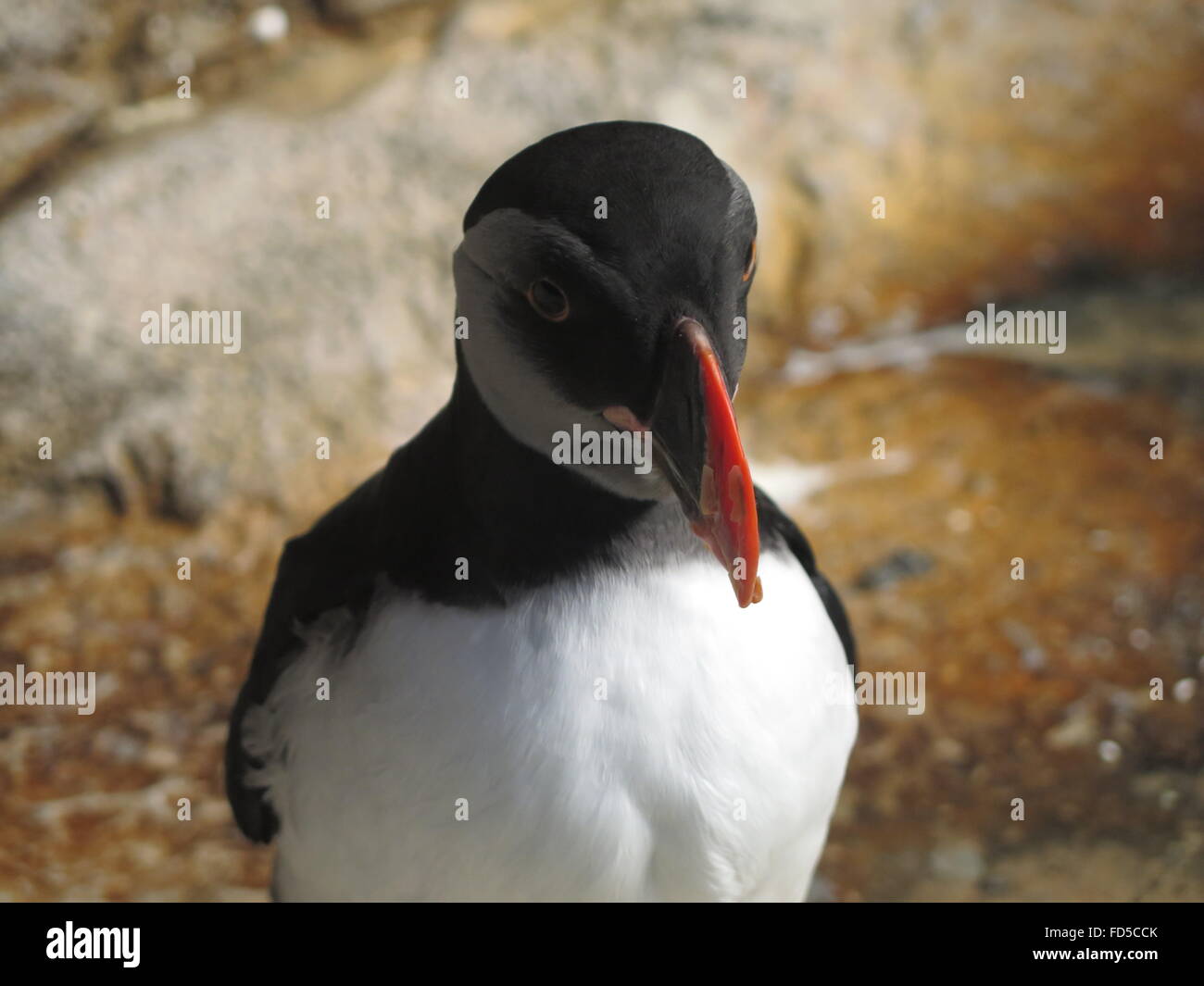 Papageitaucher Vogel Closeup im Zoo Stockfoto