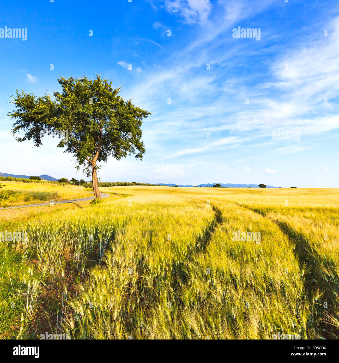Ein Weizen mit Kurve zweigleisig und ein Baum in einem Frühlingstag eingereicht. Landschaft im ländlichen Raum. Am Horizont klarer Himmel. Toskana, Italien. Stockfoto