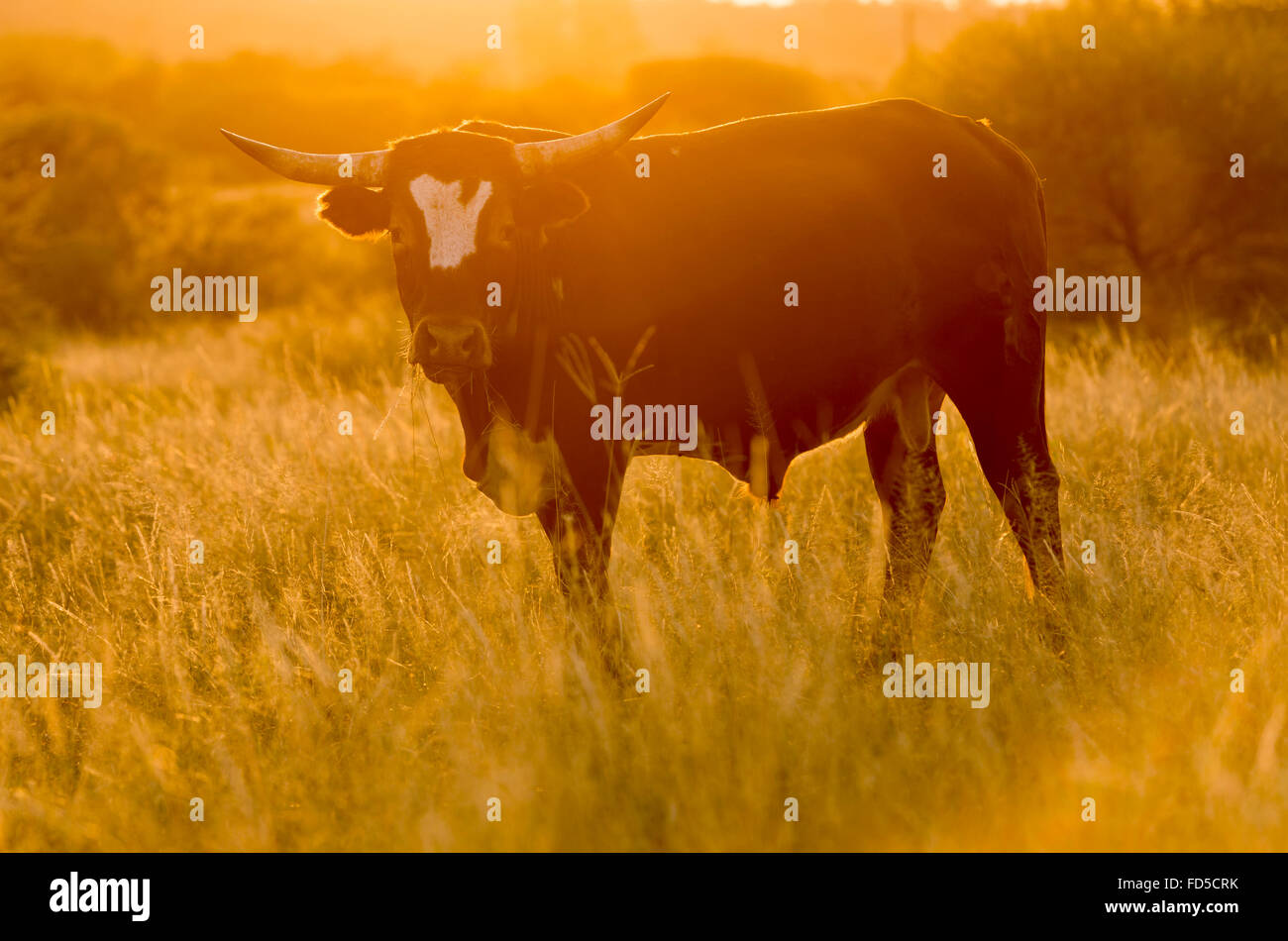 Großen männlichen Bull Kuh mit Hörnern weidet lange Gras bei Sonnenuntergang Stockfoto