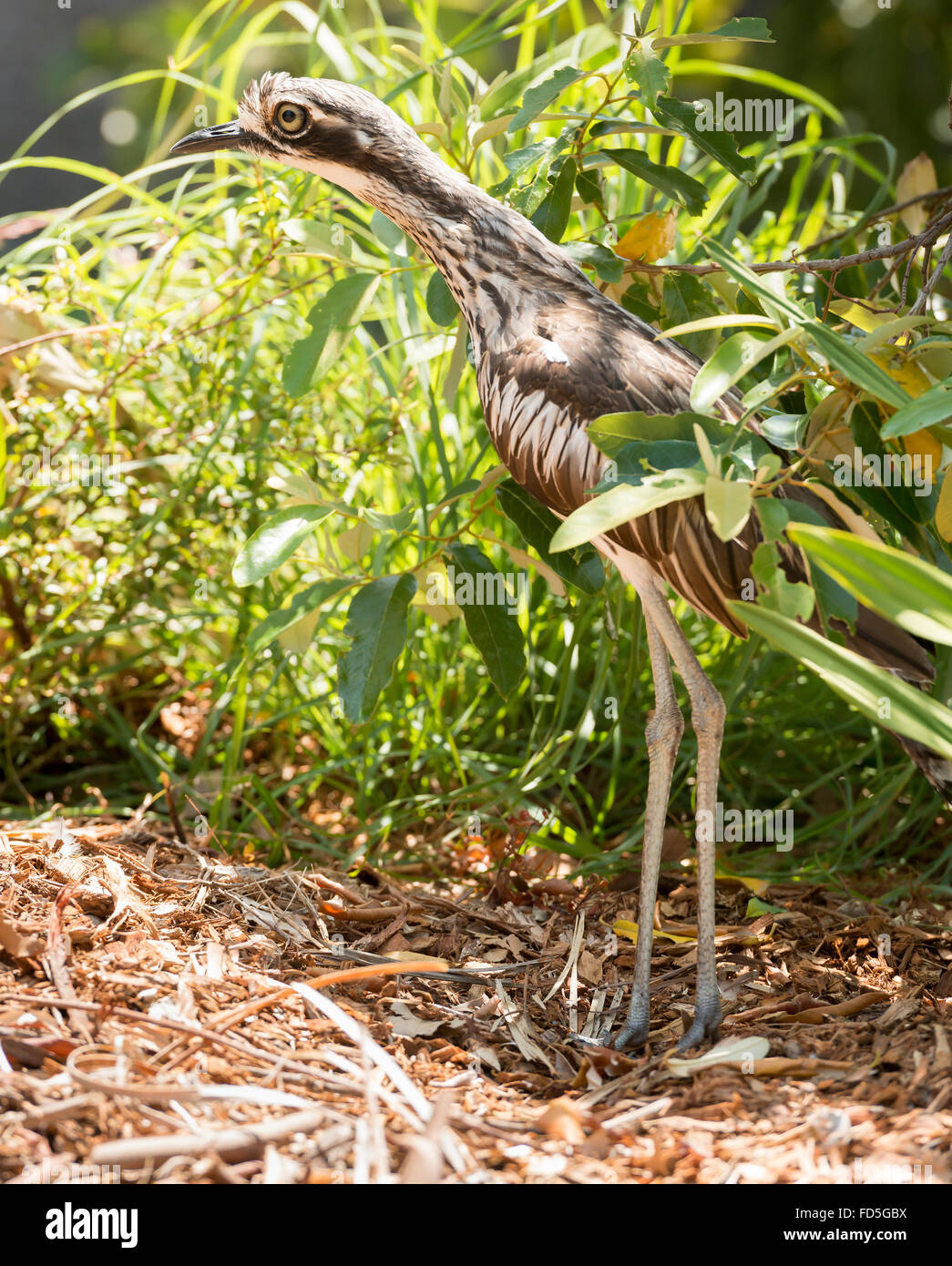 Bush Stein-Brachvogel (Burhinus Grallarius) ist eine Ikone, nächtliche Vogel gesehen oft auf Stradbroke Island, Queensland, Australien Stockfoto