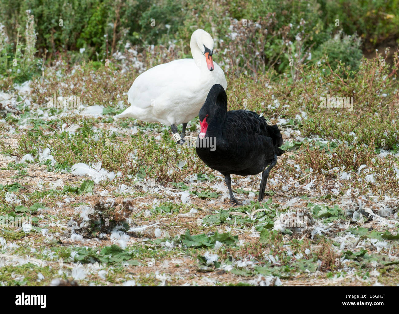 Ein Zuchtpaar von schwarzen Schwänen an Abbotsbury Swannery ansässigen in Dorset. Stockfoto