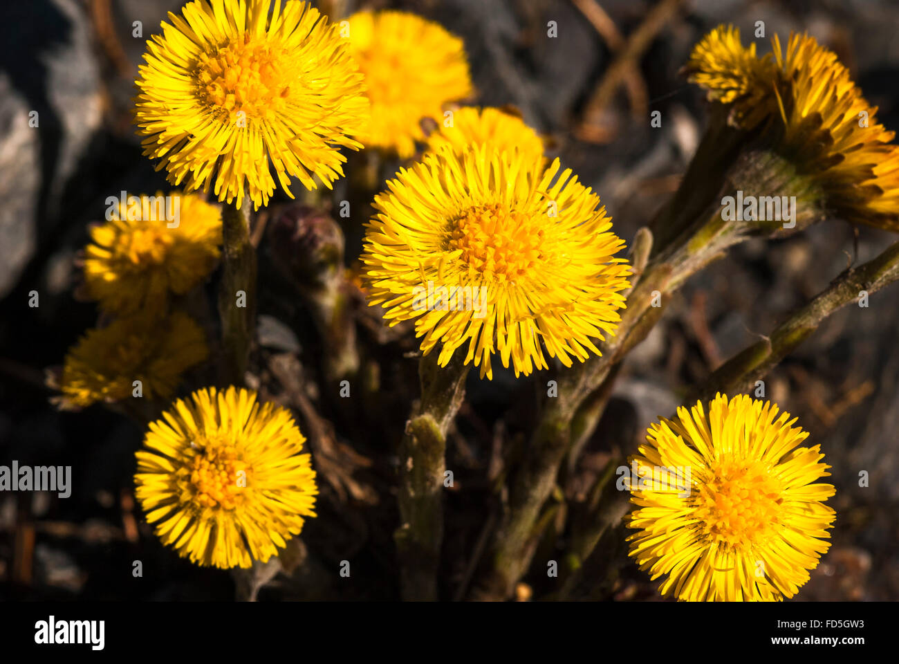 Gelben Blüten der Tussilago Farfara, auch bekannt als Huflattich. Stockfoto