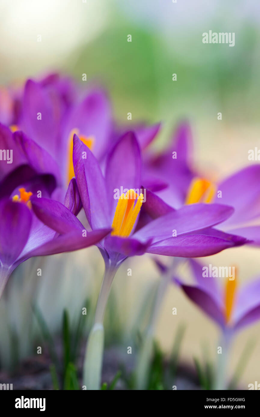 Crocus Tommasinianus. Frühe Krokus Blume Stockfoto