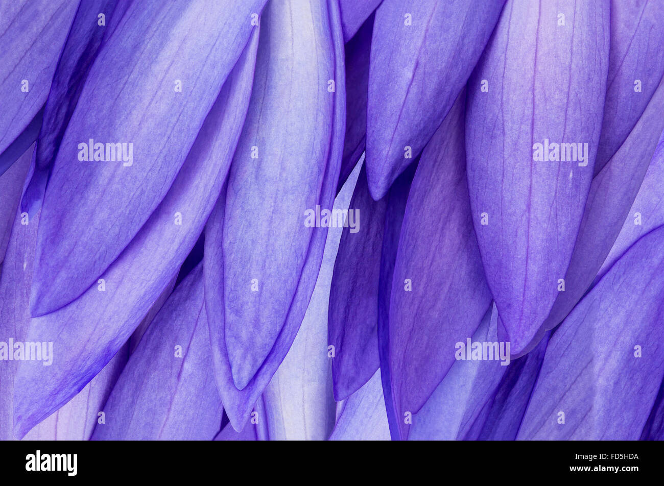 Natur-Hintergrund der blaue Lotusblume Blüte Stockfoto