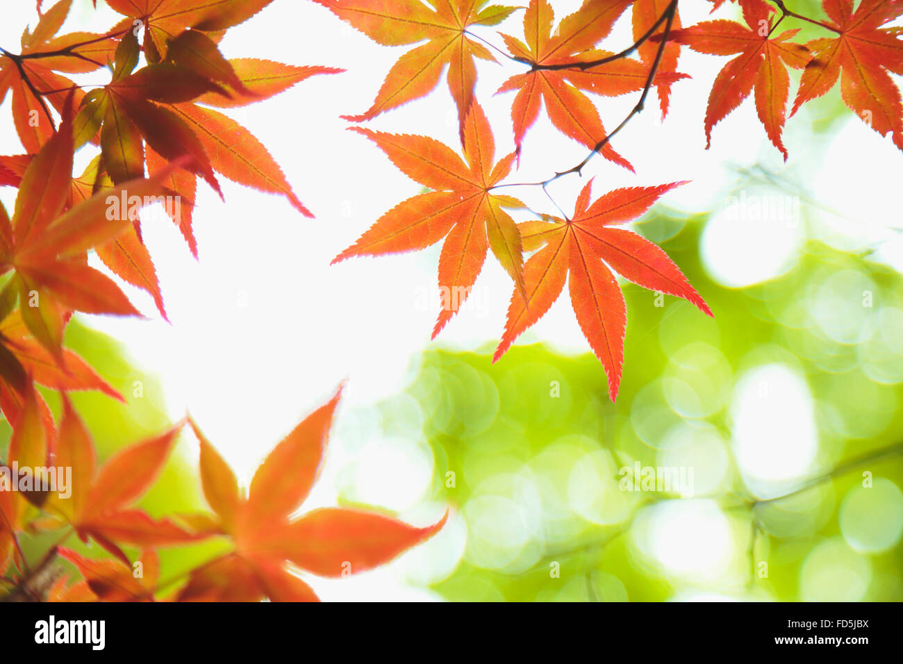 Red Maple Leaves Stockfoto