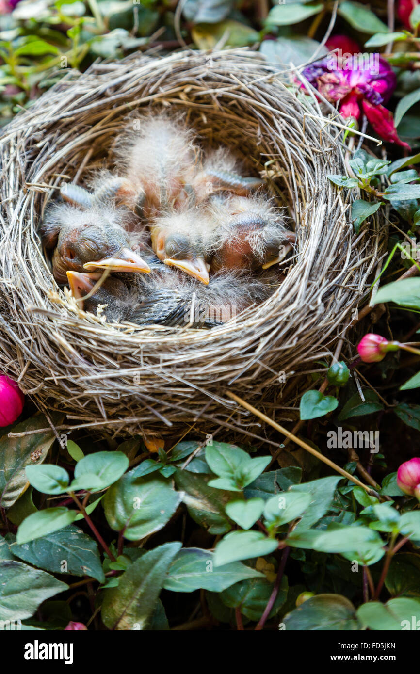Baby Robins in einem Nest, die in einem blühenden Busch gebaut wurde. Stockfoto