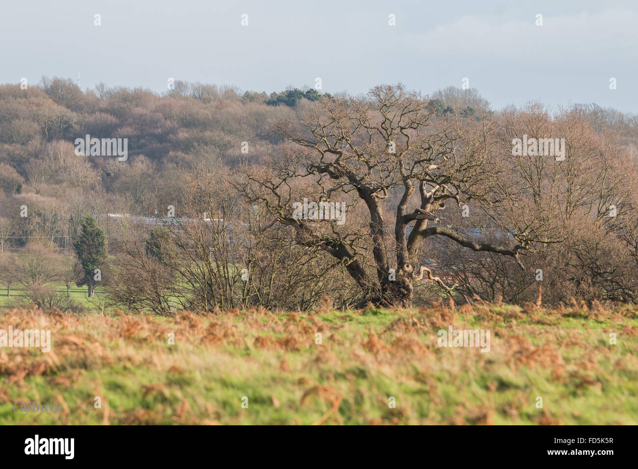 Ein Besuch in Richmond Park, London Stockfoto