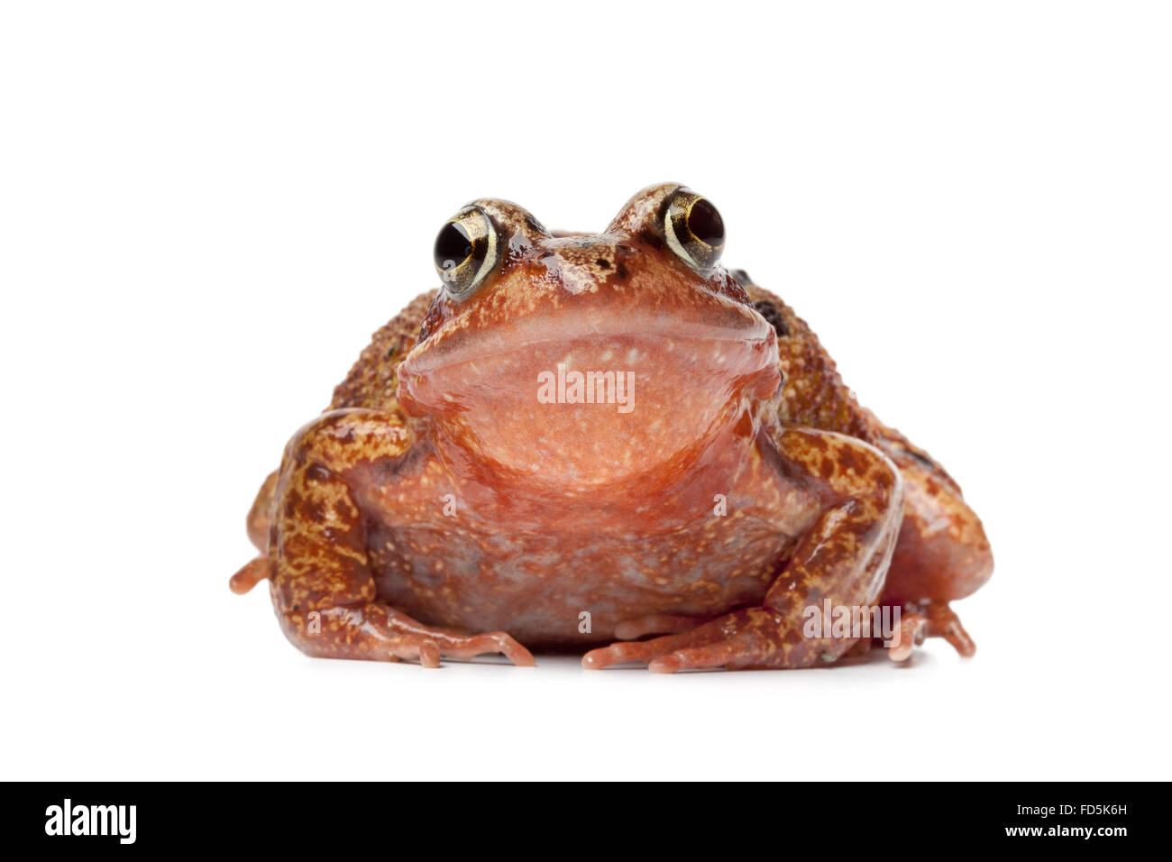 Einzelne brauner Frosch En Face auf weißem Hintergrund Stockfoto