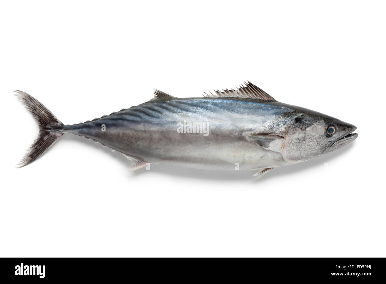 Singlre frische Bonito Fisch auf weißem Hintergrund Stockfoto
